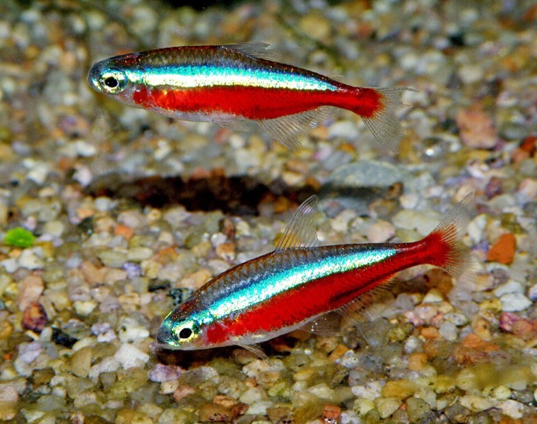 Kardinaaltetra